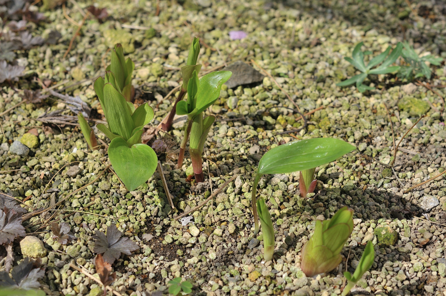 カノコユリの芽出し