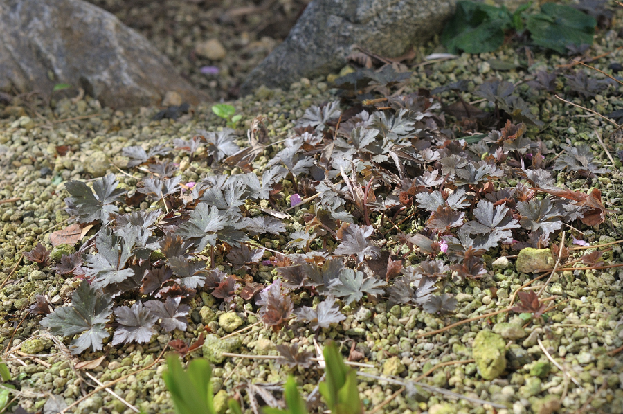 ニリンソウの芽出し
