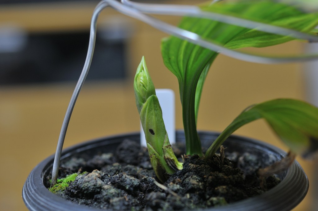 御蔵島産ニオイエビネ・阿古耶姫の花芽
