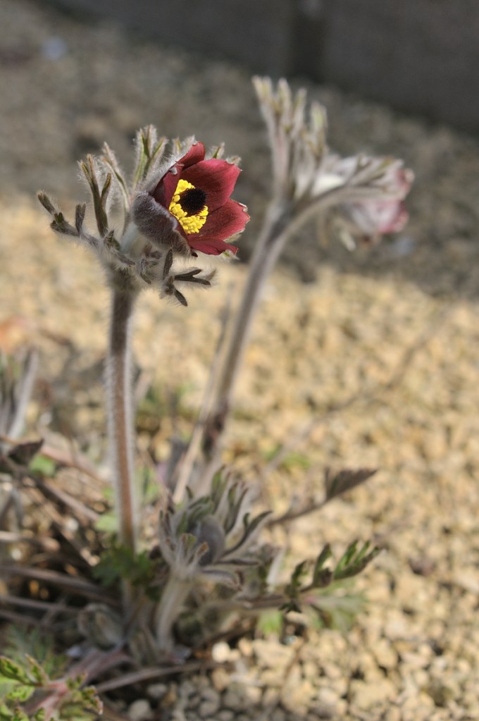 オキナグサの花