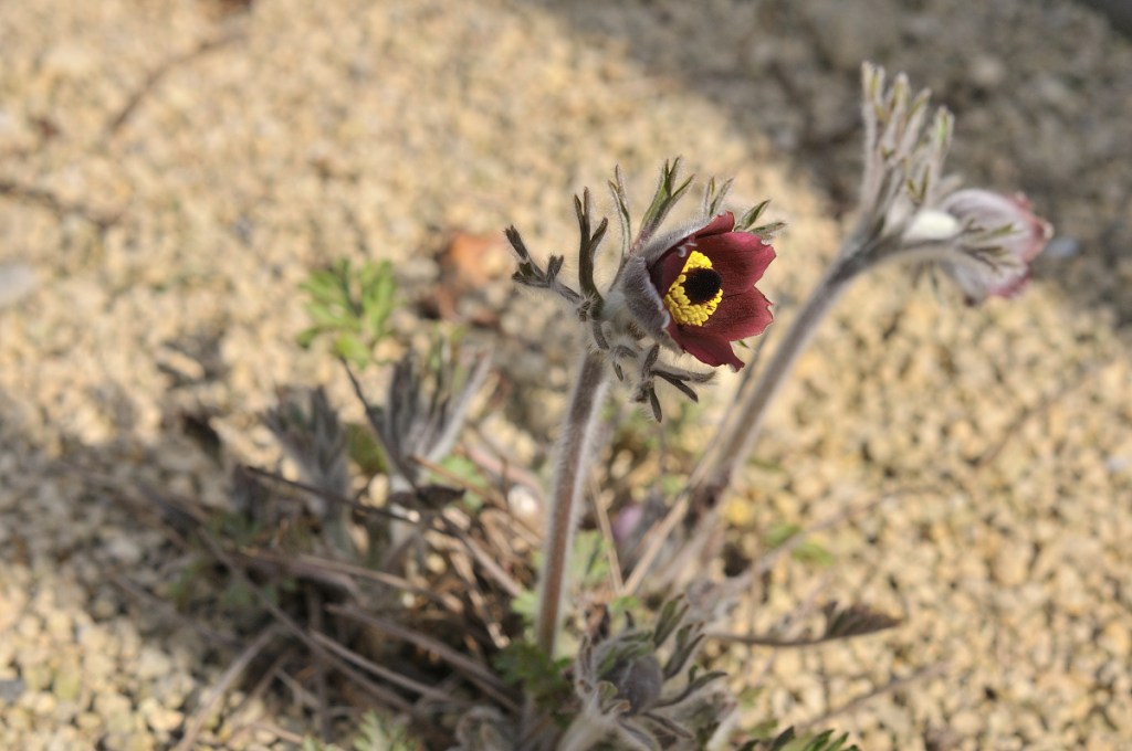 オキナグサの花