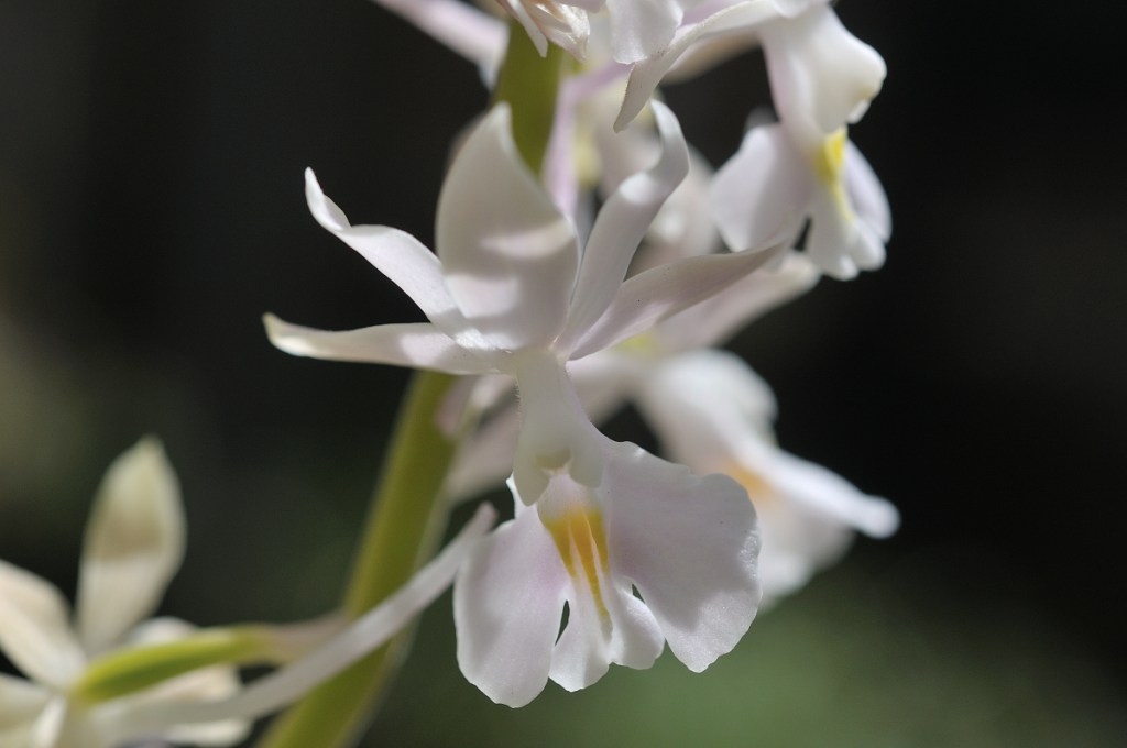 御蔵島産ニオイエビネ・島古風