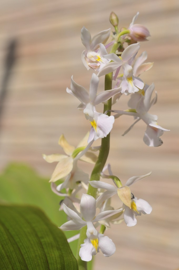 御蔵島産ニオイエビネ・島古風