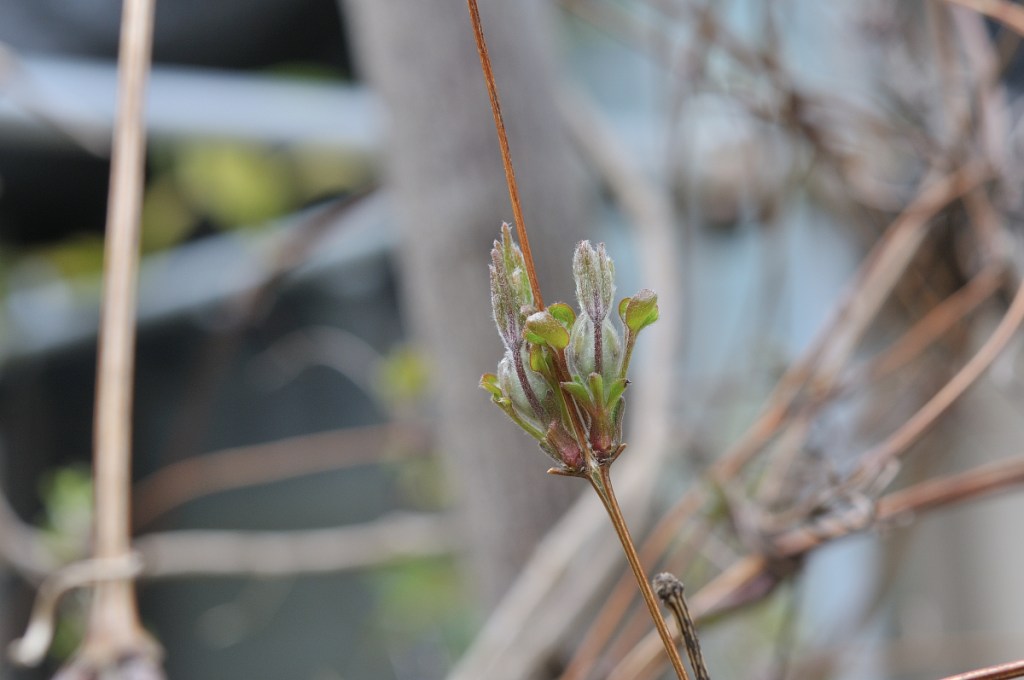 カザグルマのつぼみ