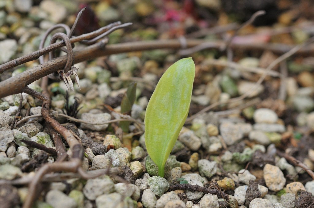 カタクリ、素心花の葉っぱ