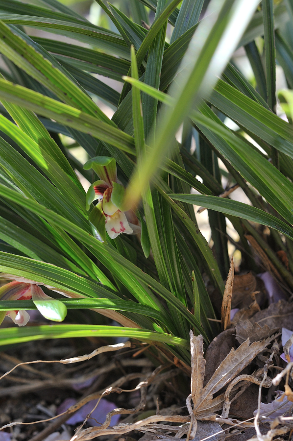 シュンランの花