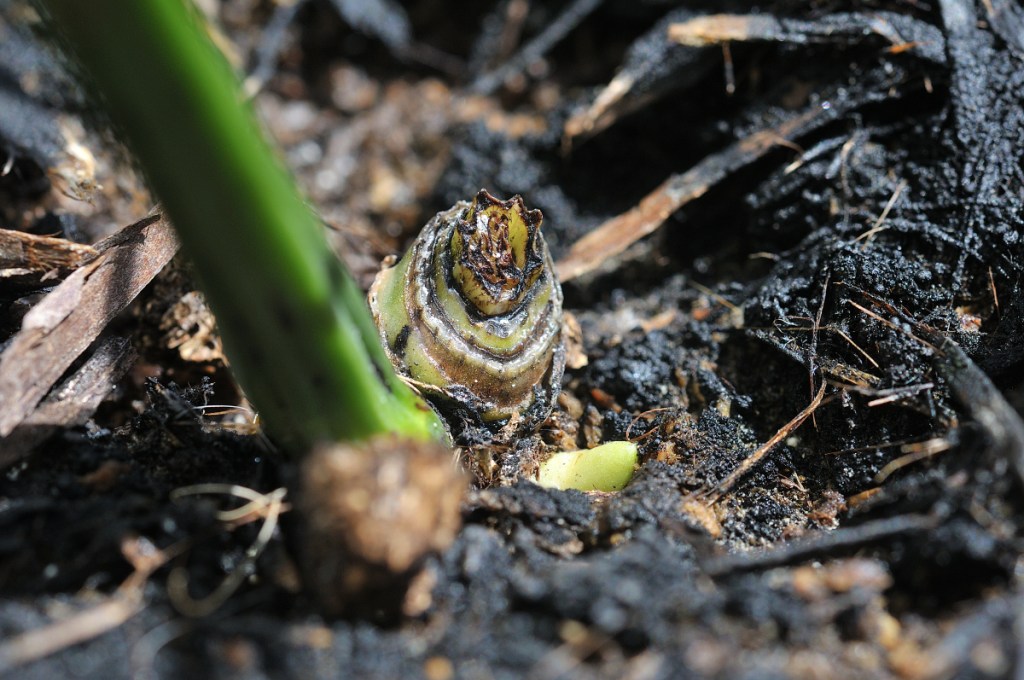 ニオイエビネのしんめ