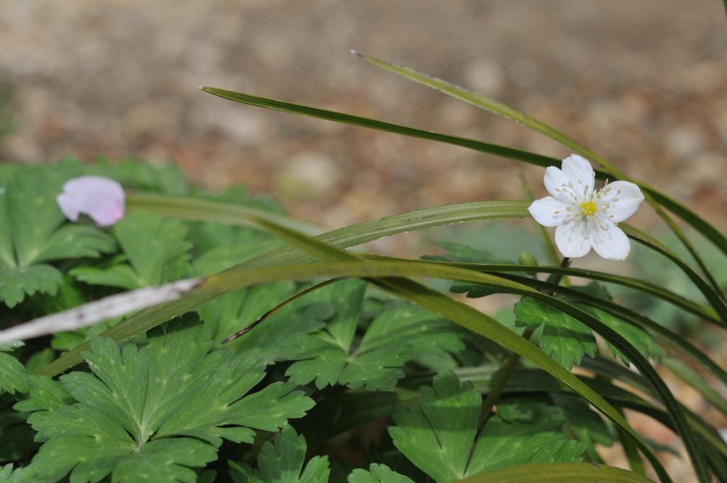 ニリンソウの花