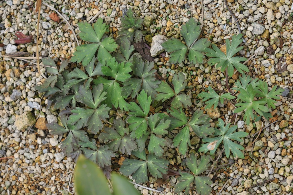 ニリンソウとトリカブトの葉っぱ