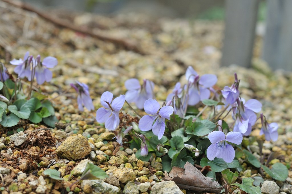 タチツボスミレ