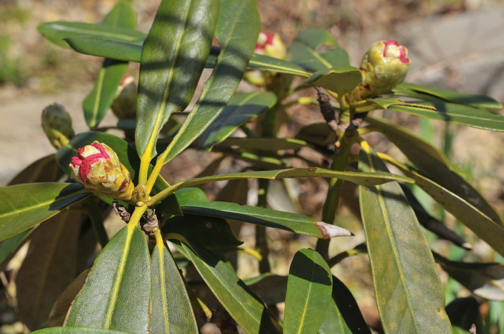 本石楠花・立山桜