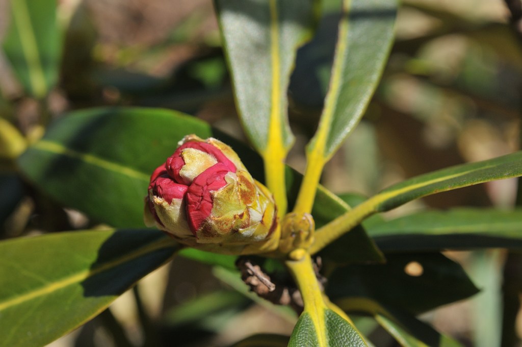 ホンシャクナゲ・立山桜の花芽