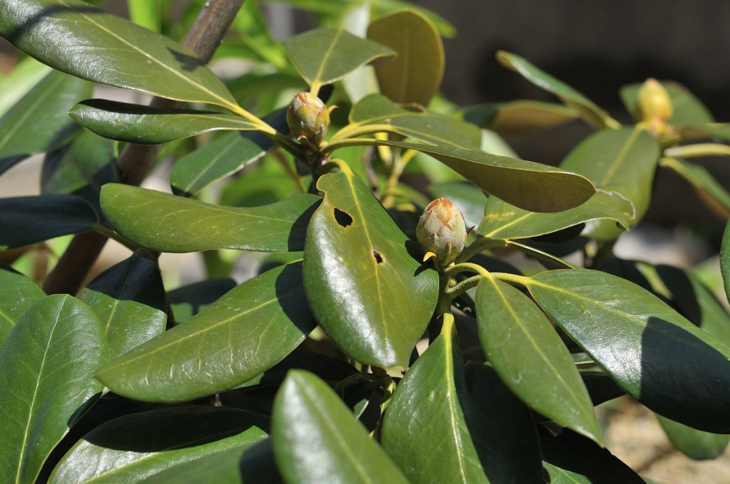 丸葉系のホンシャクナゲ
