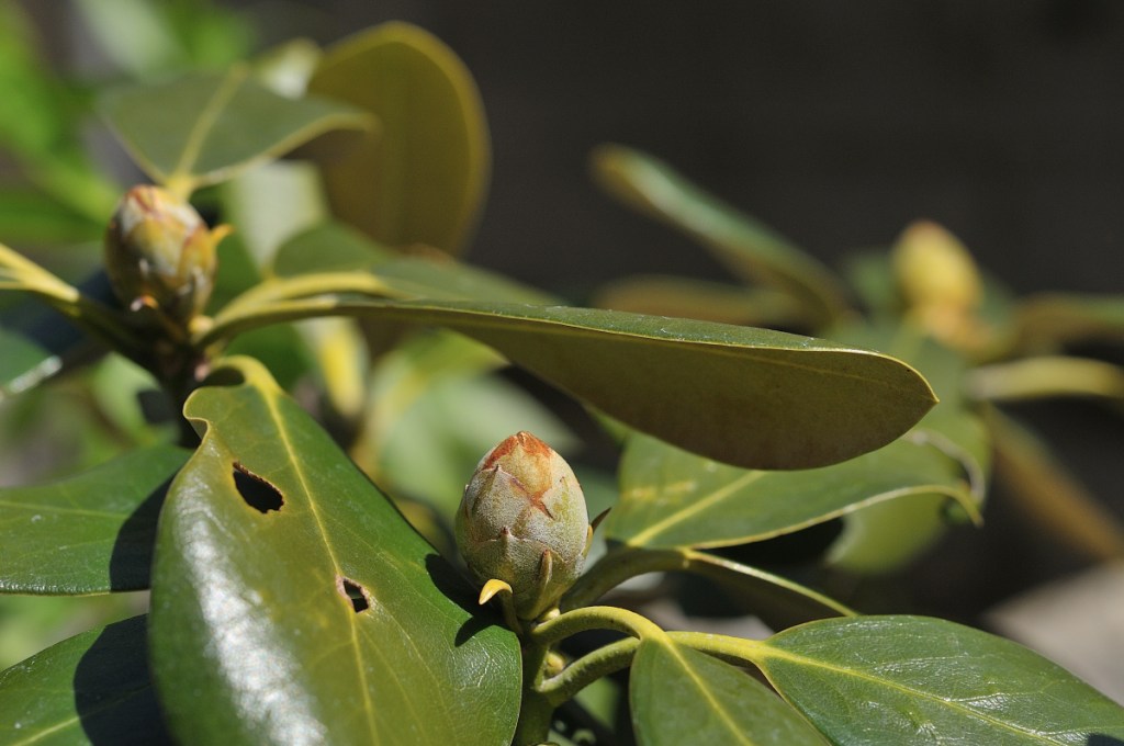 ホンシャクナゲの花芽