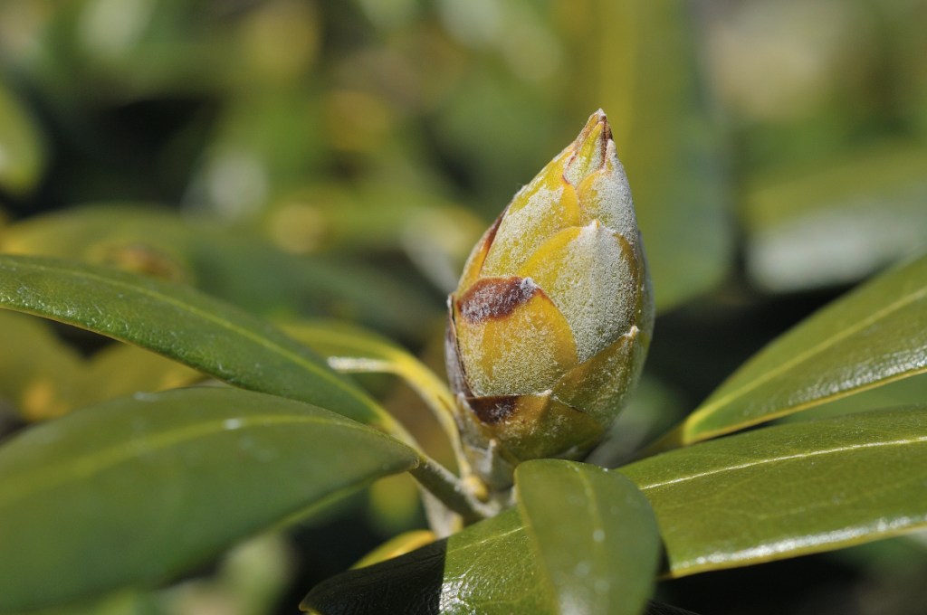 オキシャクナゲの花芽
