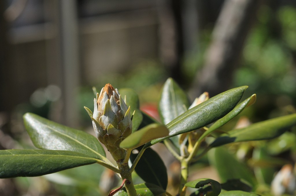 オキシャクナゲの花芽