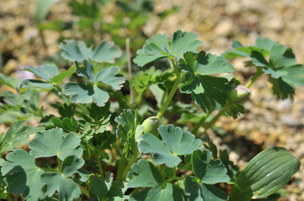 ミヤマオダマキのつぼみ