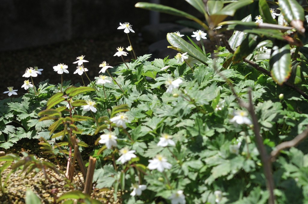 ニリンソウの花
