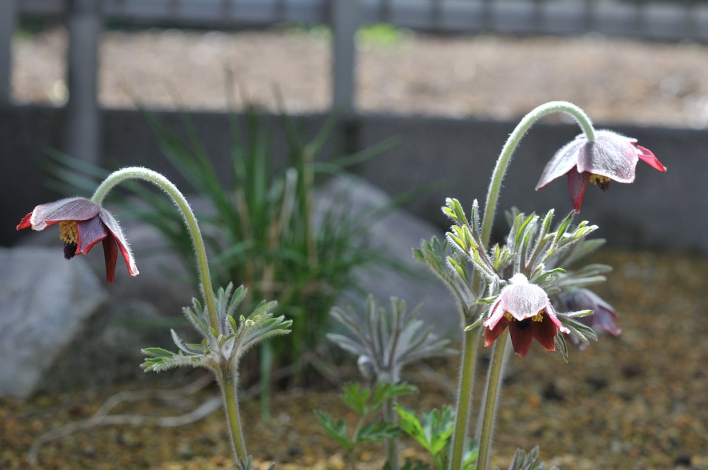 オキナグサの花です