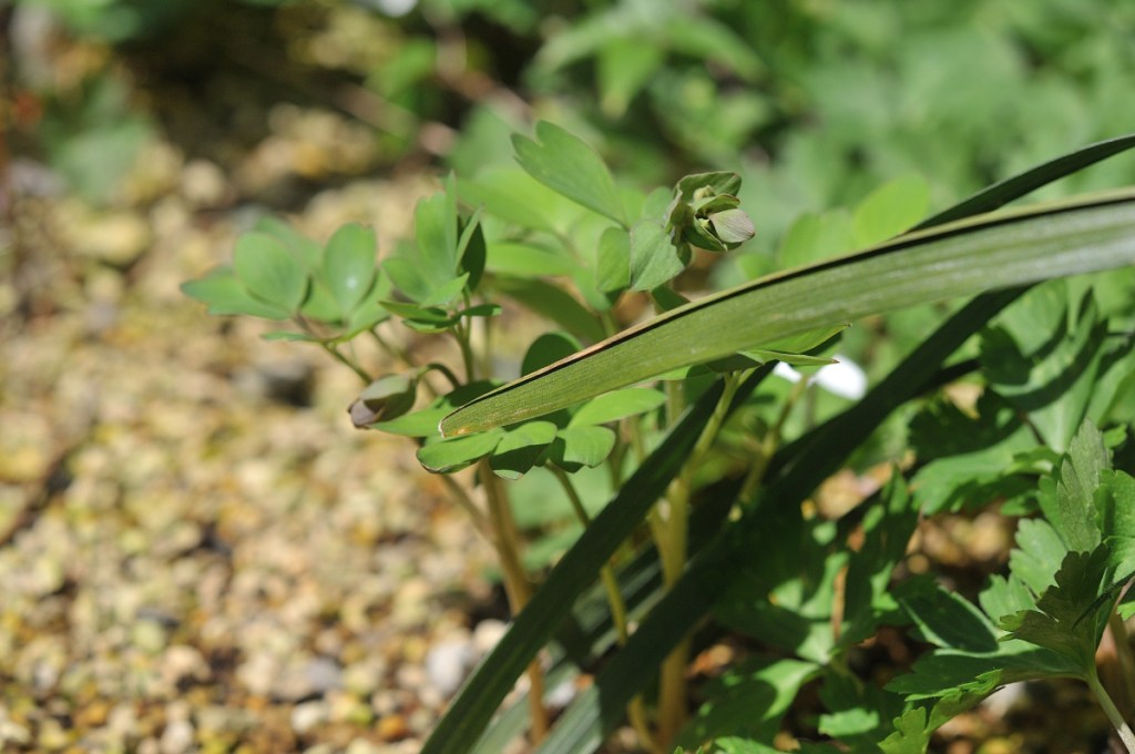 エゾエンゴサクのつぼみ