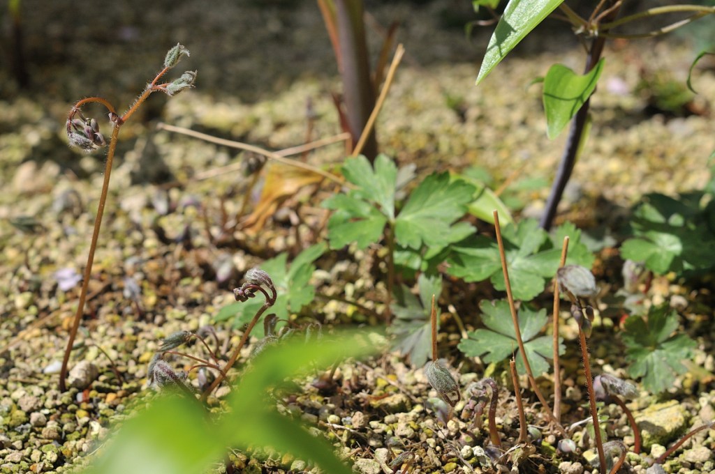 イカリソウの芽出し