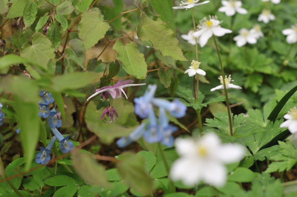 ニリンソウ・エゾエンゴサク・イカリソウの競演