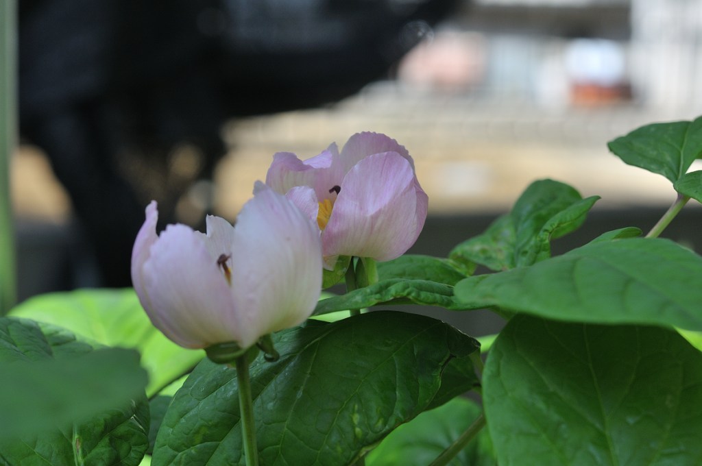 ベニバナヤマシャクヤクの花