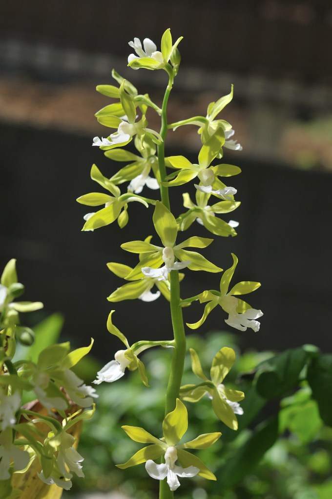 栃木県産ジエビネの花