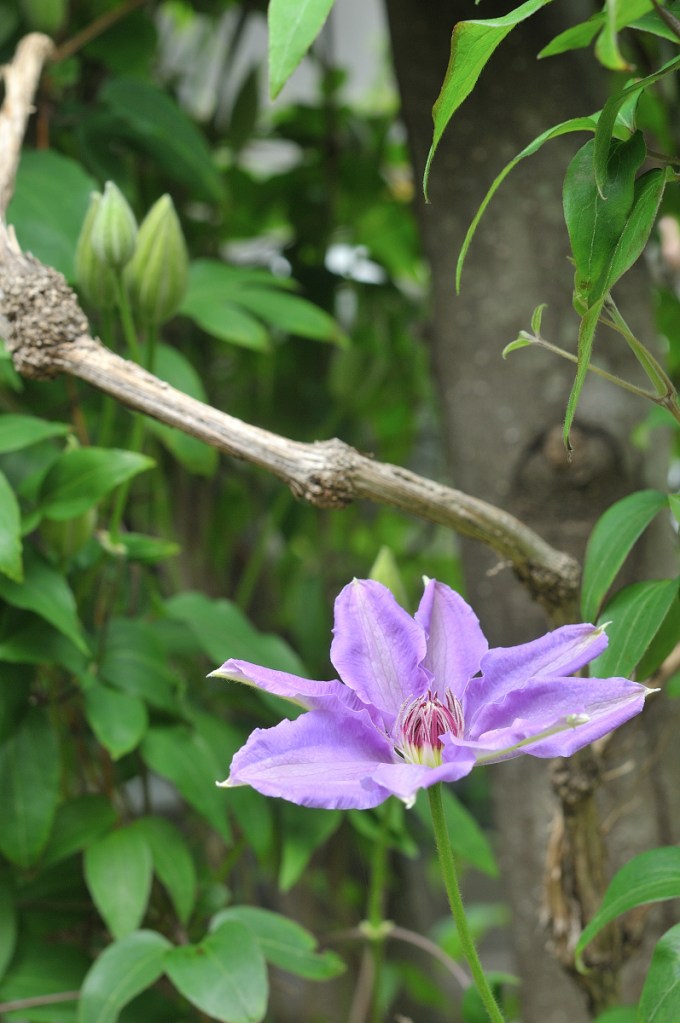 カザグルマの花
