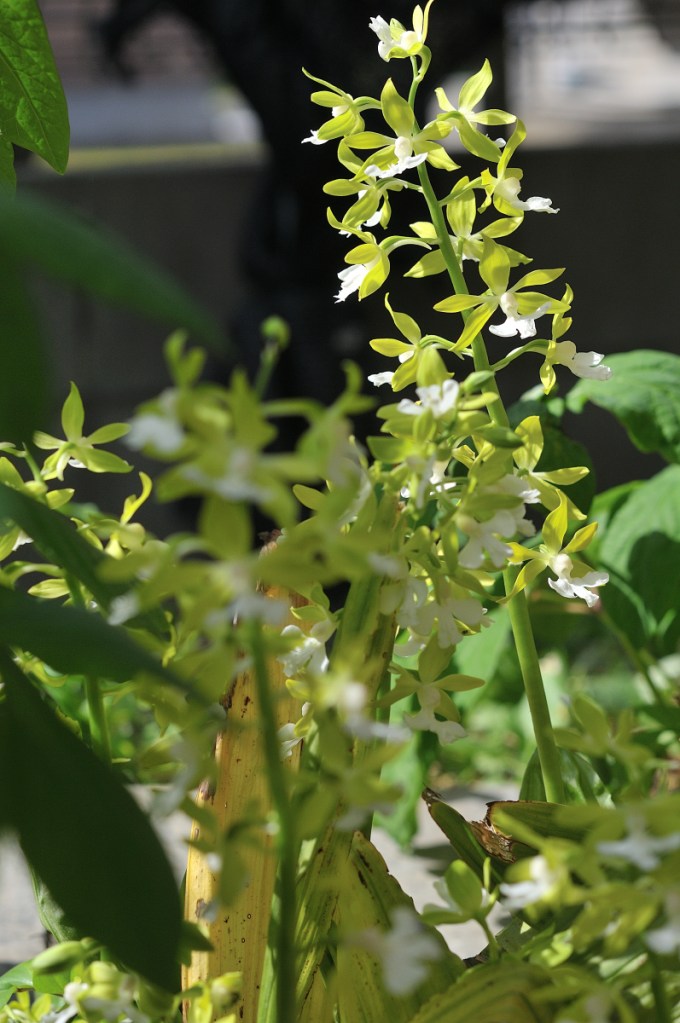 栃木県産ジエビネの花