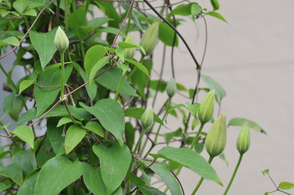 カザグルマのつぼみ