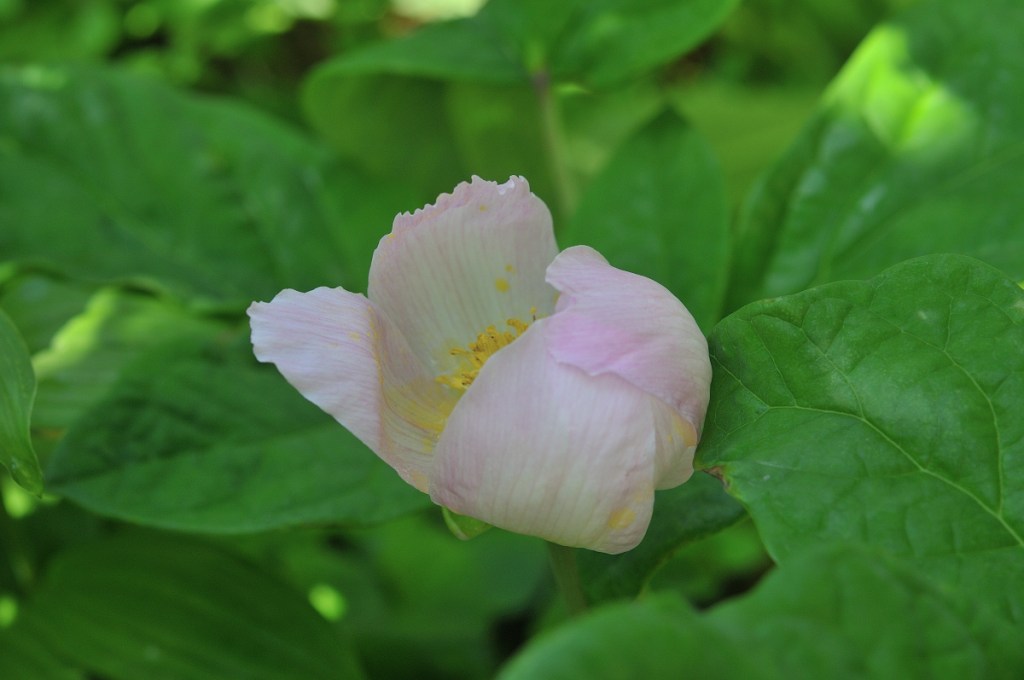 ベニバナヤマシャクヤクの咲き始め