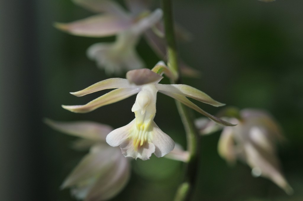八丈島産エビネ