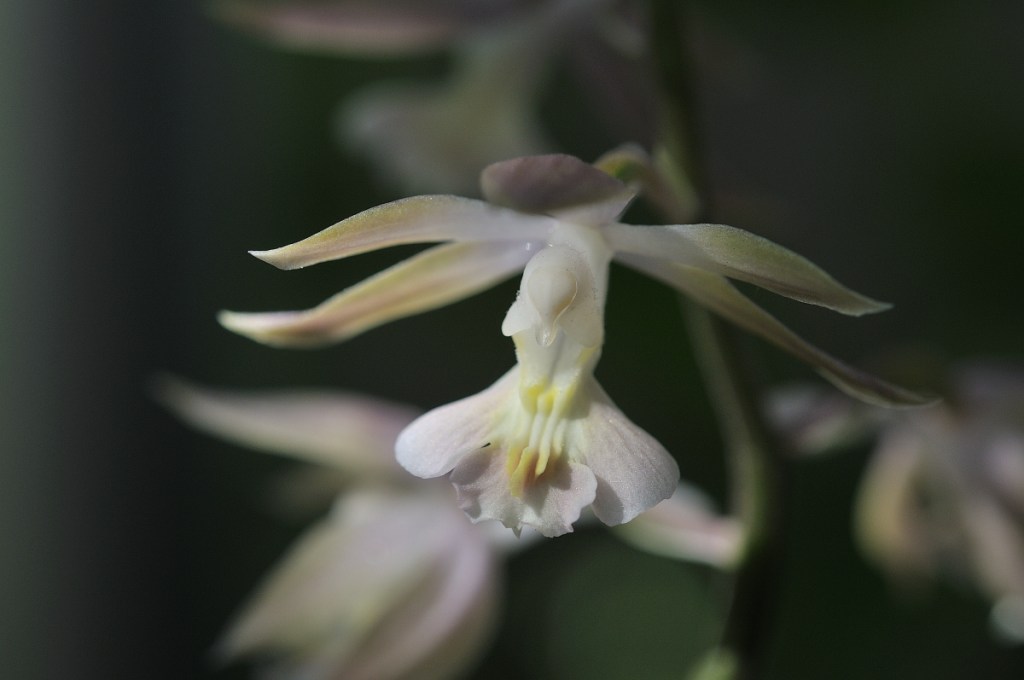八丈島産エビネ・八丈天音