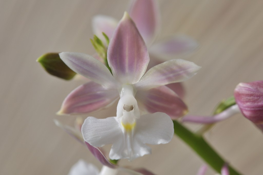 御蔵島産ニオイエビネ・寿楽