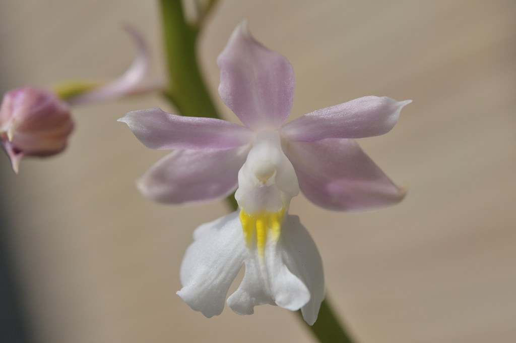 ニオイエビネ・阿古耶姫