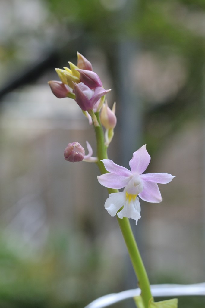 ニオイエビネ・阿古耶姫