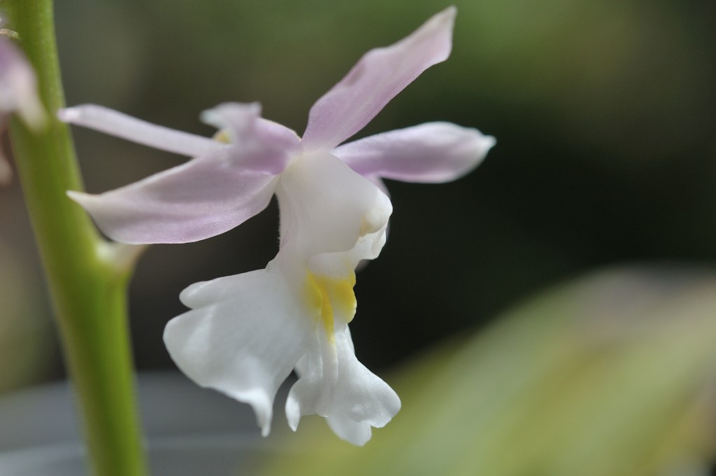 ニオイエビネ・阿古耶耶