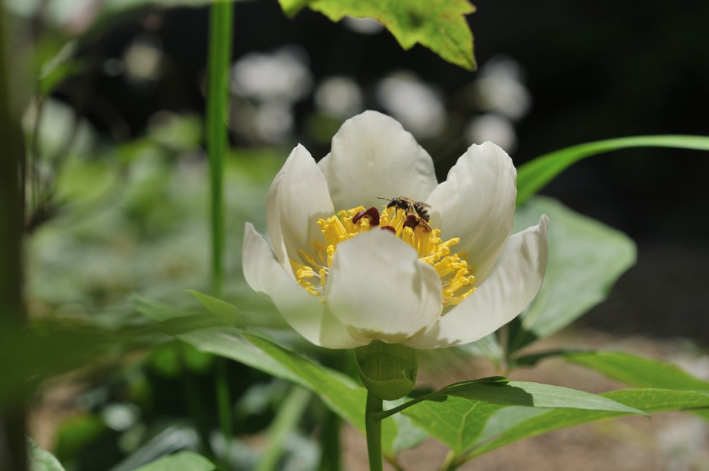 ヤマシャクヤクと蜜蜂
