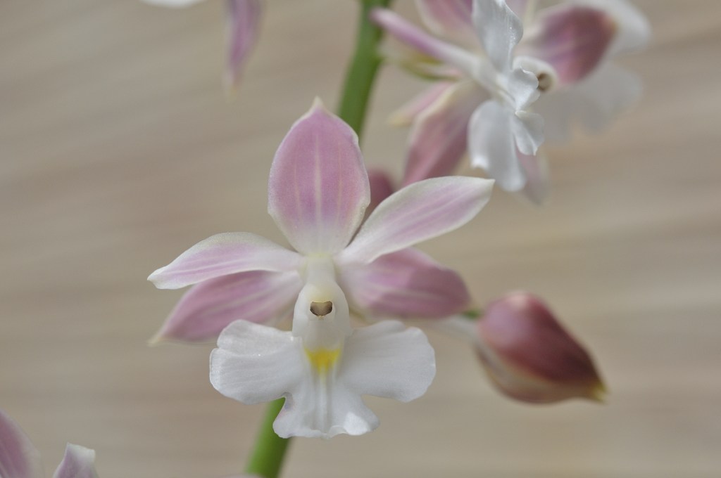 御蔵島産ニオイエビネ・寿楽