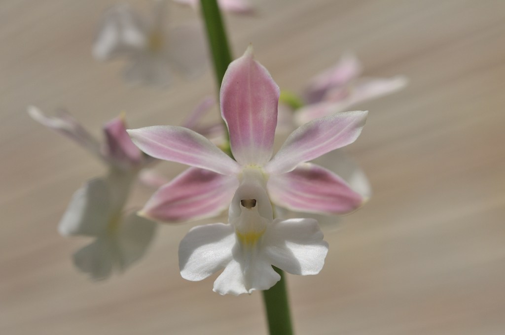 御蔵島産ニオイエビネ・寿楽