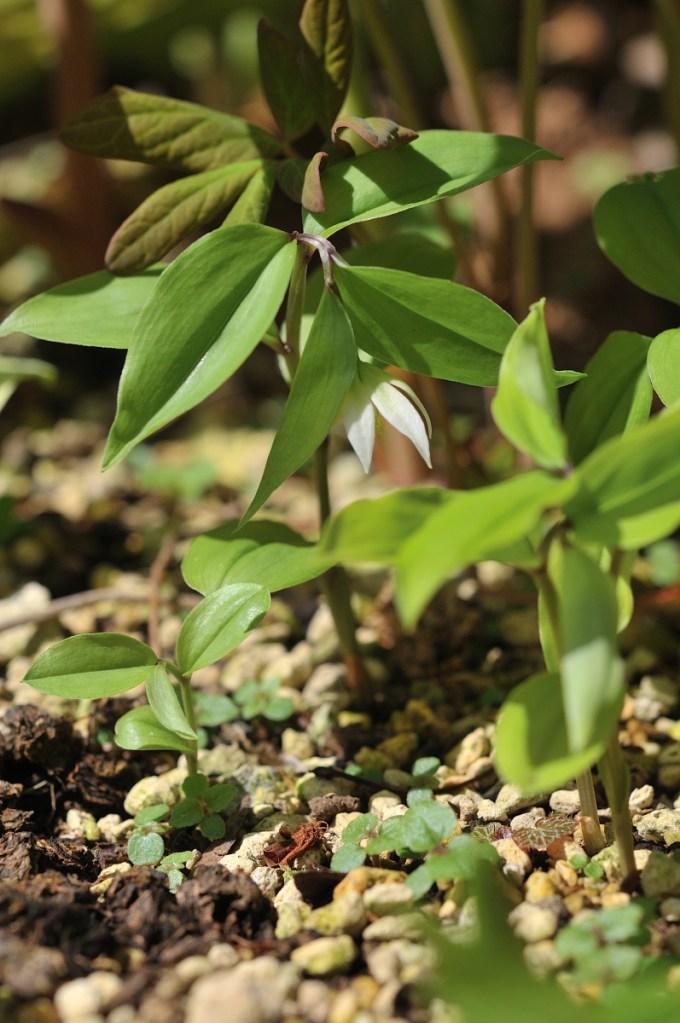 チゴユリの花です
