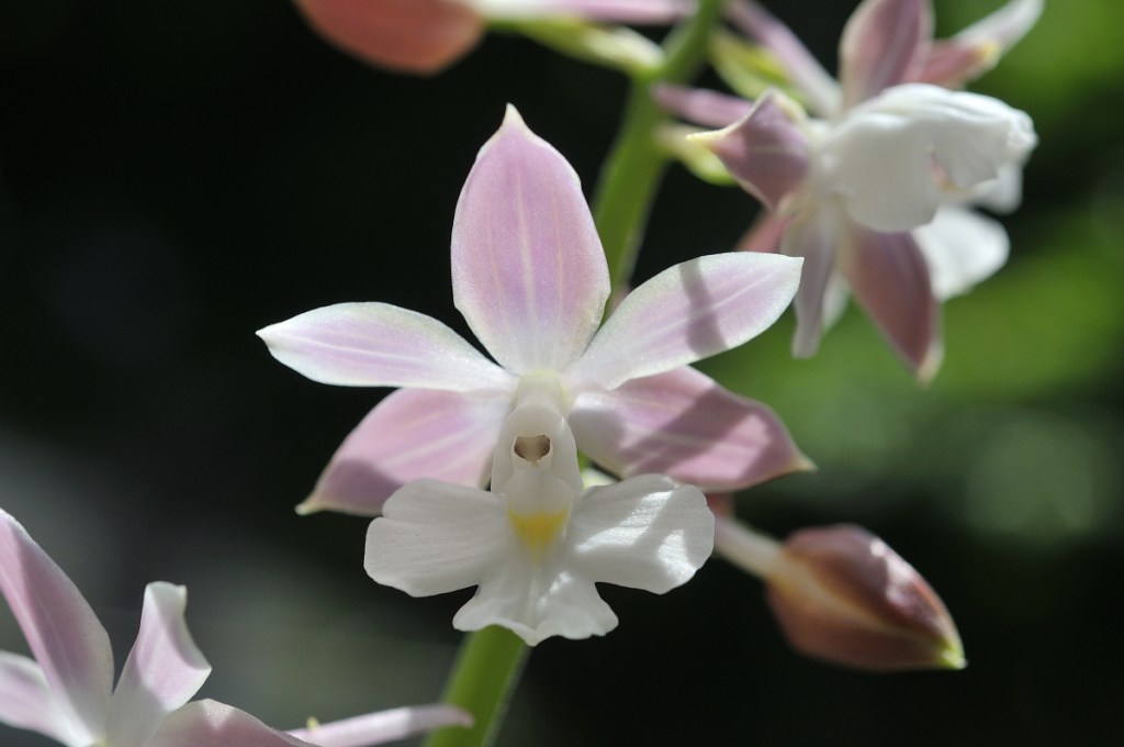 御蔵島産ニオイエビネ・寿楽