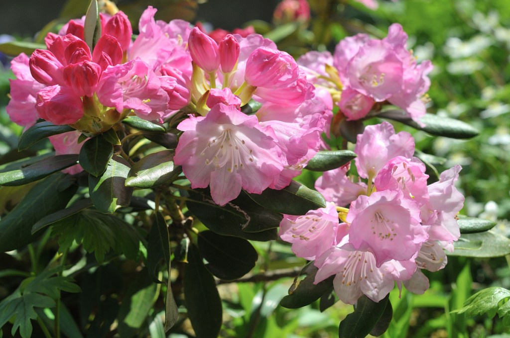 オキシャクナゲの花