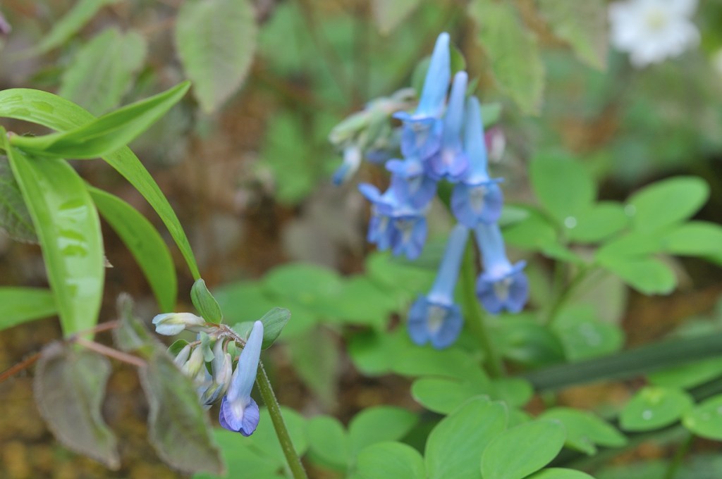 エゾエンゴサクのつぼみ