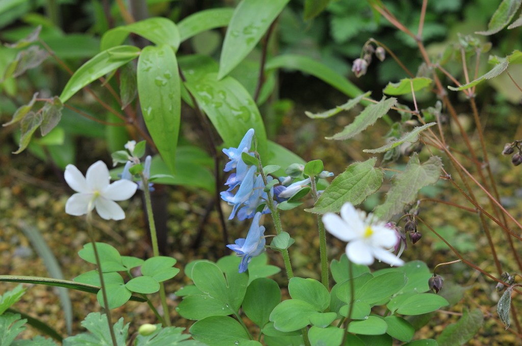 ニリンソウ・エゾエンゴサク・イカリソウの競演