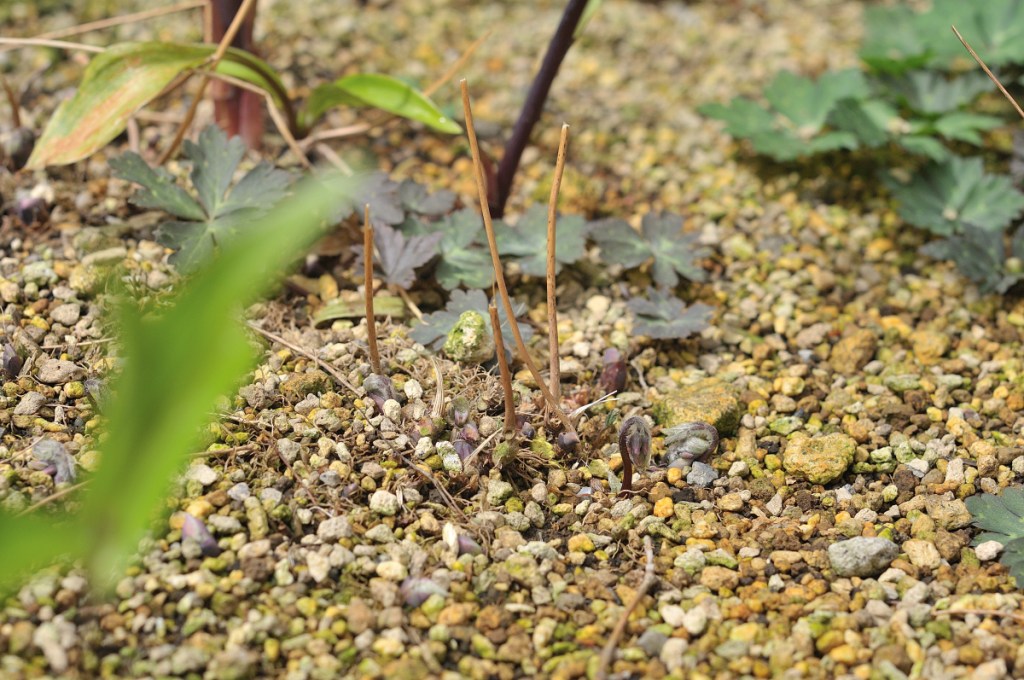 イカリソウの芽出し
