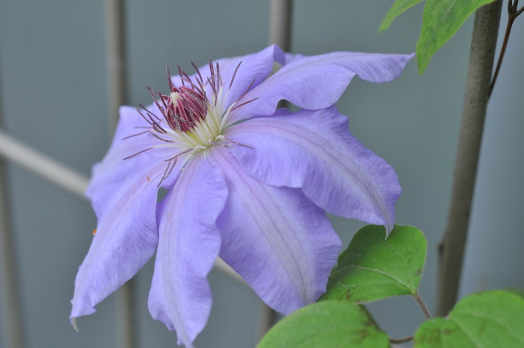 かざぐるまの花