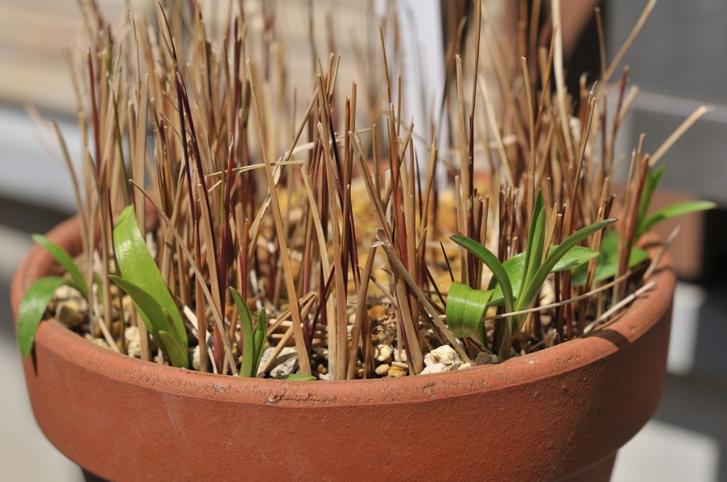 ミヤマスカシユリの芽