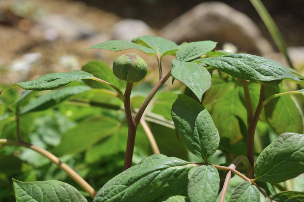 山芍薬のつぼみ